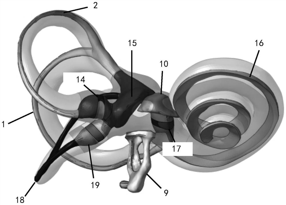 Method for establishing high-fidelity finite element model of inner ear of human body