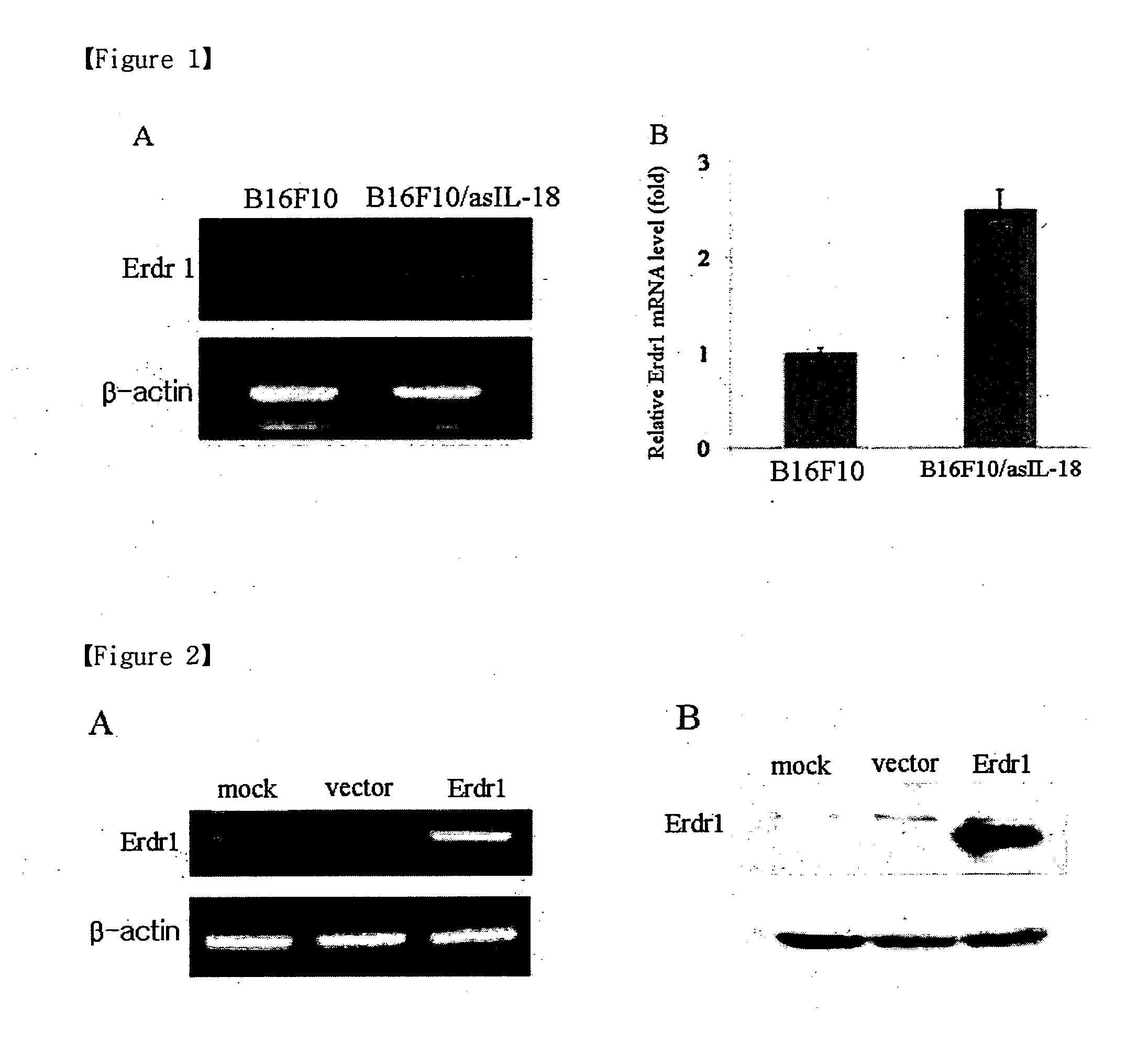 Novel use of erythroid differentiation regulator 1 as an agent for treating cancer