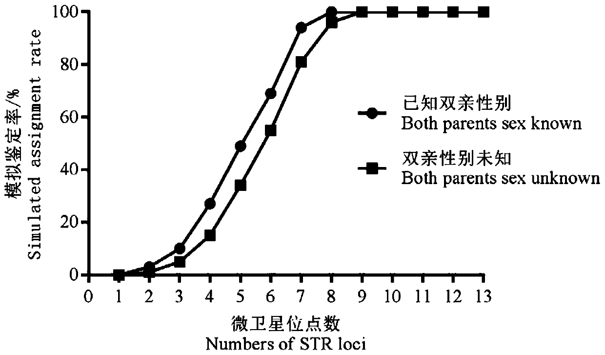 Microsatellite marker paternity identification primer and method suitable for nile tilapia, blue tilapia and hybrids thereof, and application thereof
