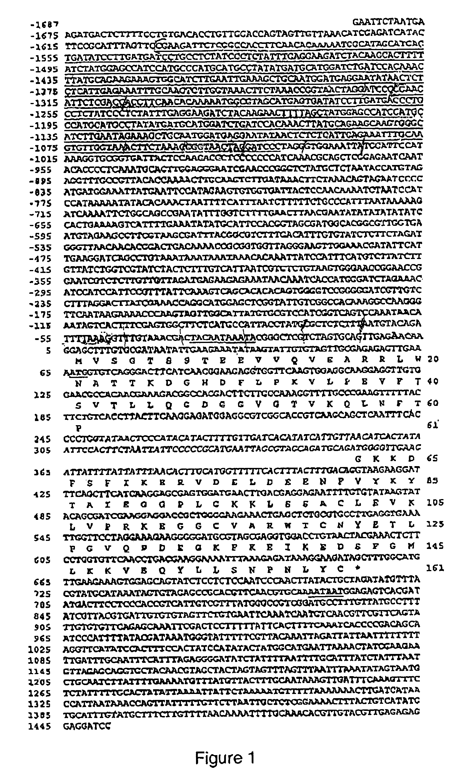 Root-specific conifer gene promoter and its use