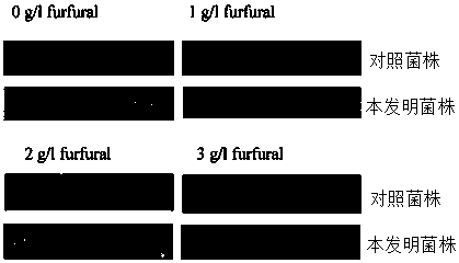 A Zymomonas mobilis resistant to furan formaldehyde and its preparation method and application