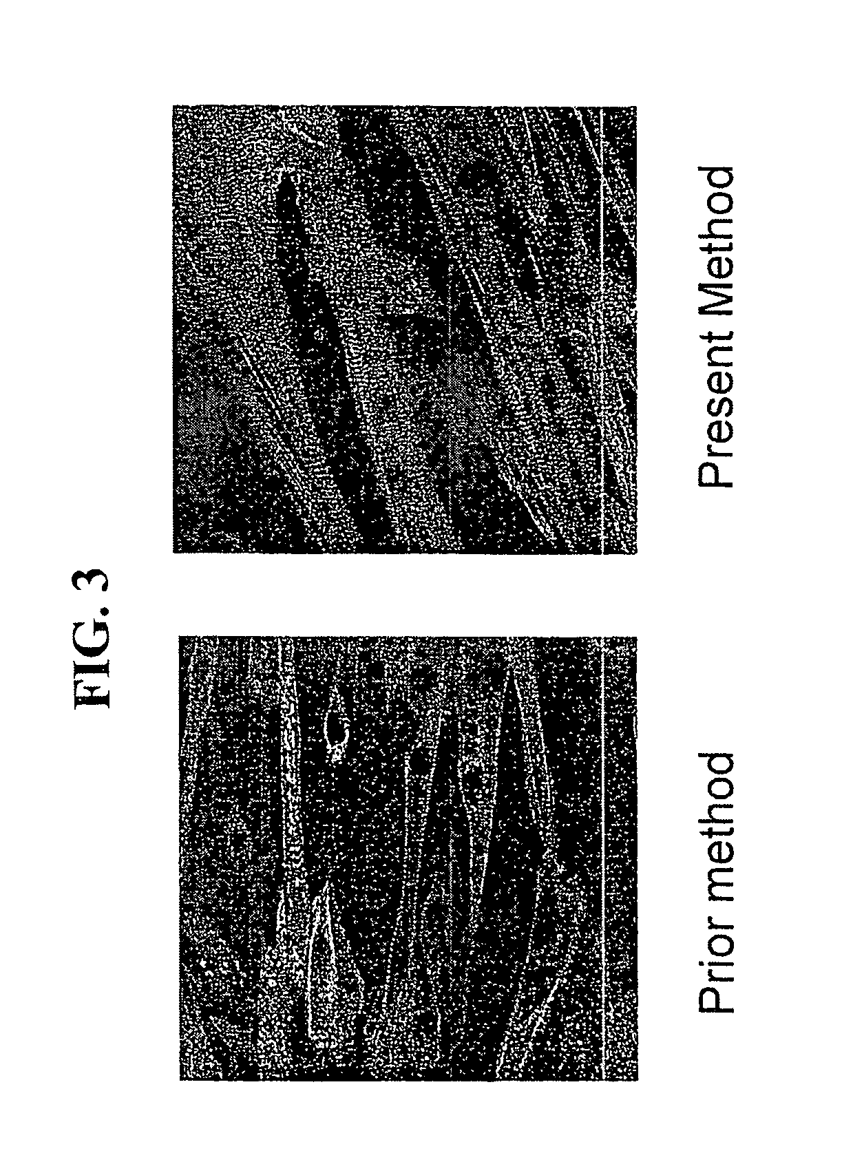Cultured muscle cells with high metabolic activity and method for production of the cultured muscle cells