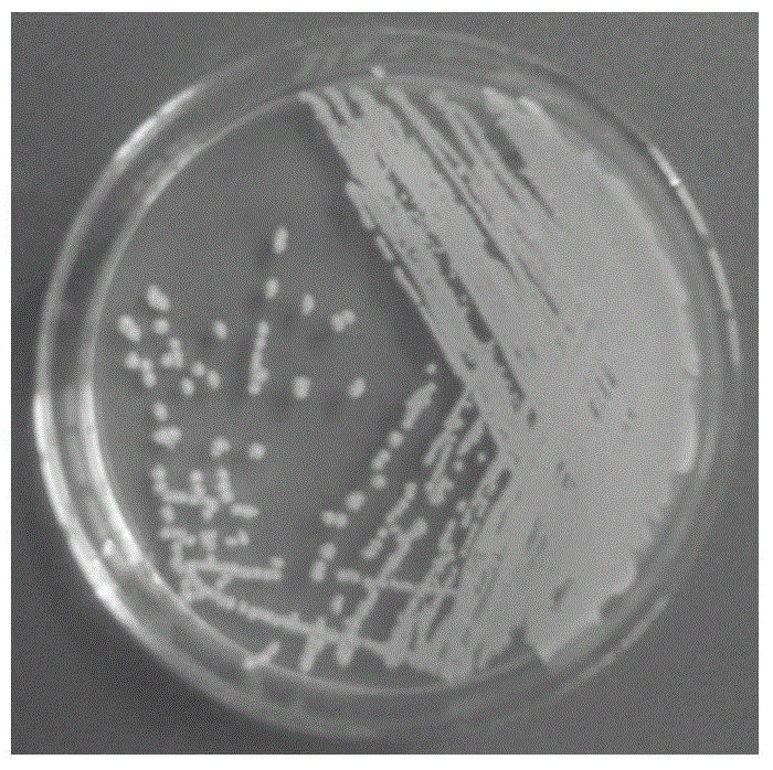 A kind of bacillus licheniformis that decomposes pigeon feathers and its application