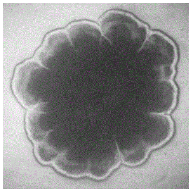 A kind of bacillus licheniformis that decomposes pigeon feathers and its application