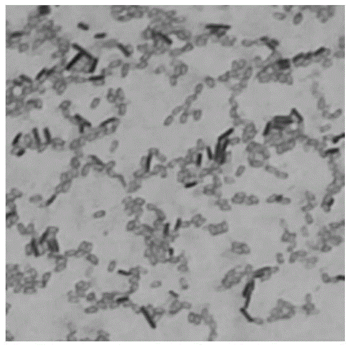 A kind of bacillus licheniformis that decomposes pigeon feathers and its application