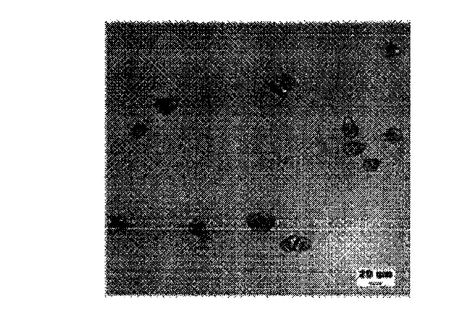 Method for obtaining botryococcus braunii single cells by combining Tween80 and ultrasonic waves