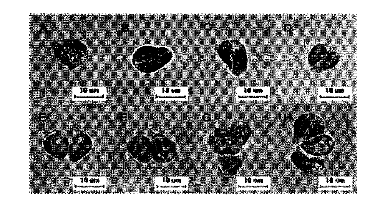 Method for obtaining botryococcus braunii single cells by combining Tween80 and ultrasonic waves