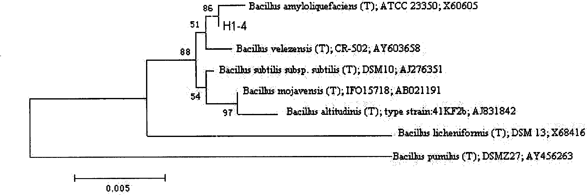 Bacillus amyloliquefaciens capable of degrading benzene compounds and application thereof