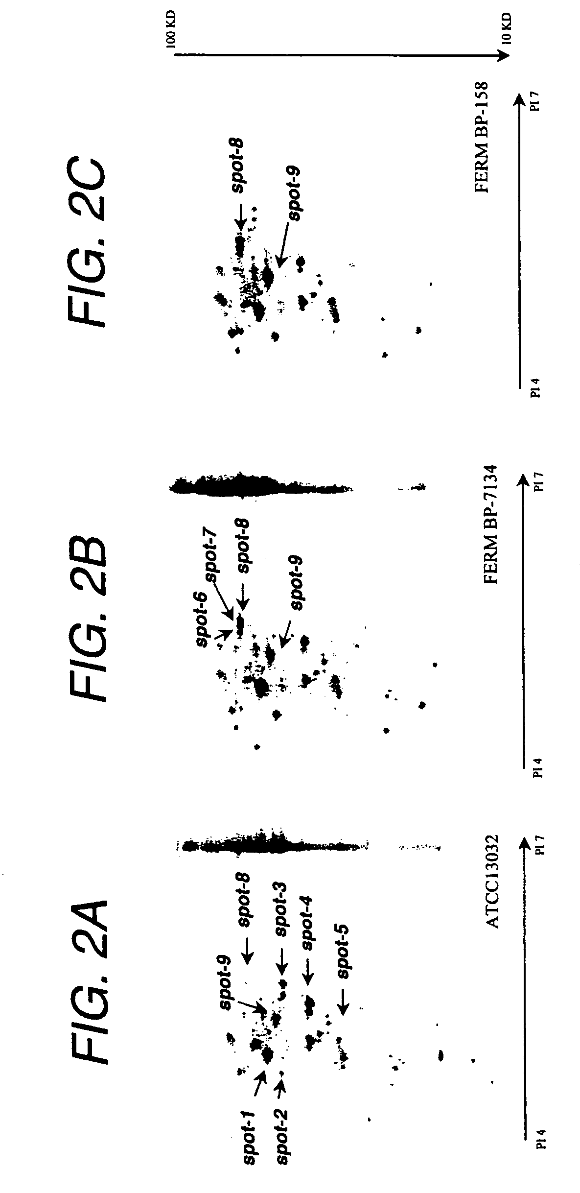 Mutant of homoserine dehydrogenase from <i>Corynebacterium </i>and DNA encoding thereof