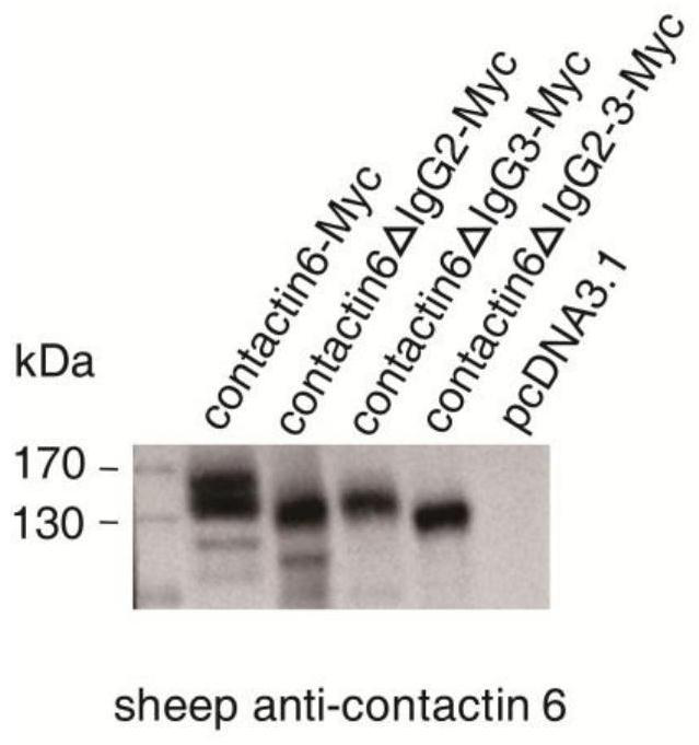 Contactin 6 protein mutant as well as coding gene, expression vector and application thereof