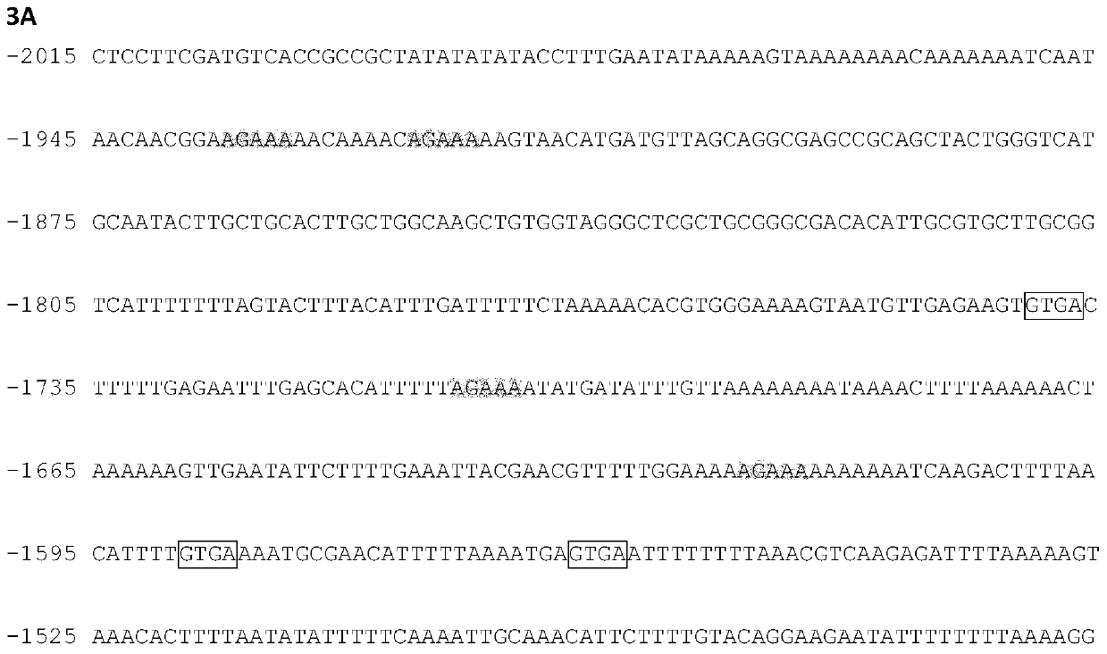 Identification and Application of Plant Anther-Specific Expression Promoter ptaasg050