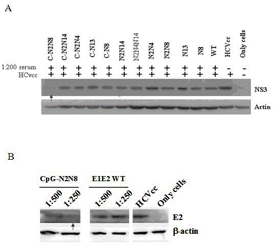 DNA (Deoxyribose Nucleic Acid) vaccine of HCV (Hepatitis C Virus) and preparation method thereof