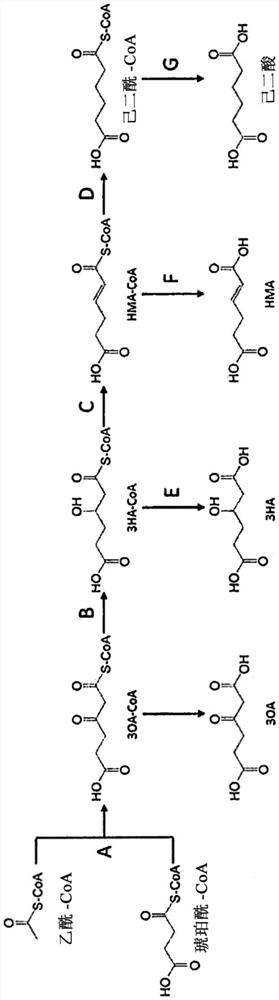 Genetically modified microorganism for producing 3-hydroxyhexanedioic acid, (E)-hex-2-enedioic acid and/or hexanedioic acid, and production method for the chemicals