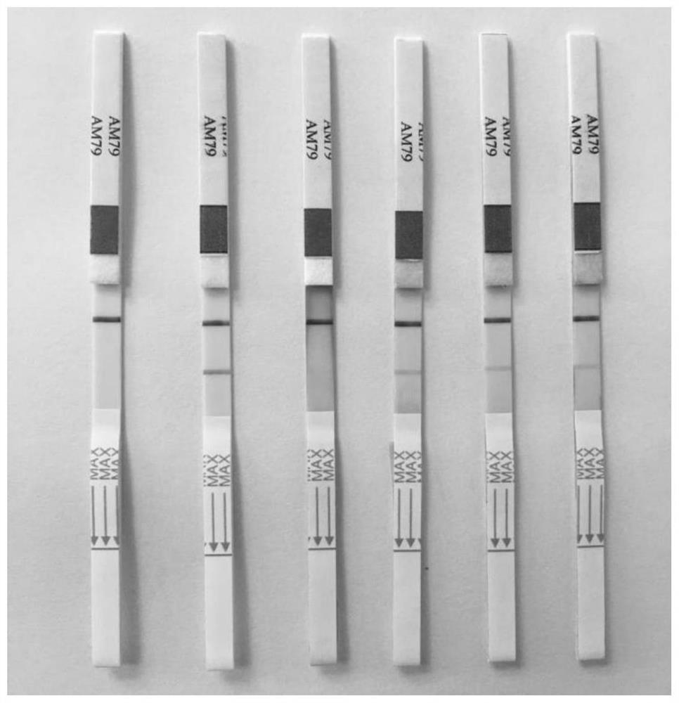 Test strip, preparation method and application thereof in transgenic protein AM79 EPSPS detection