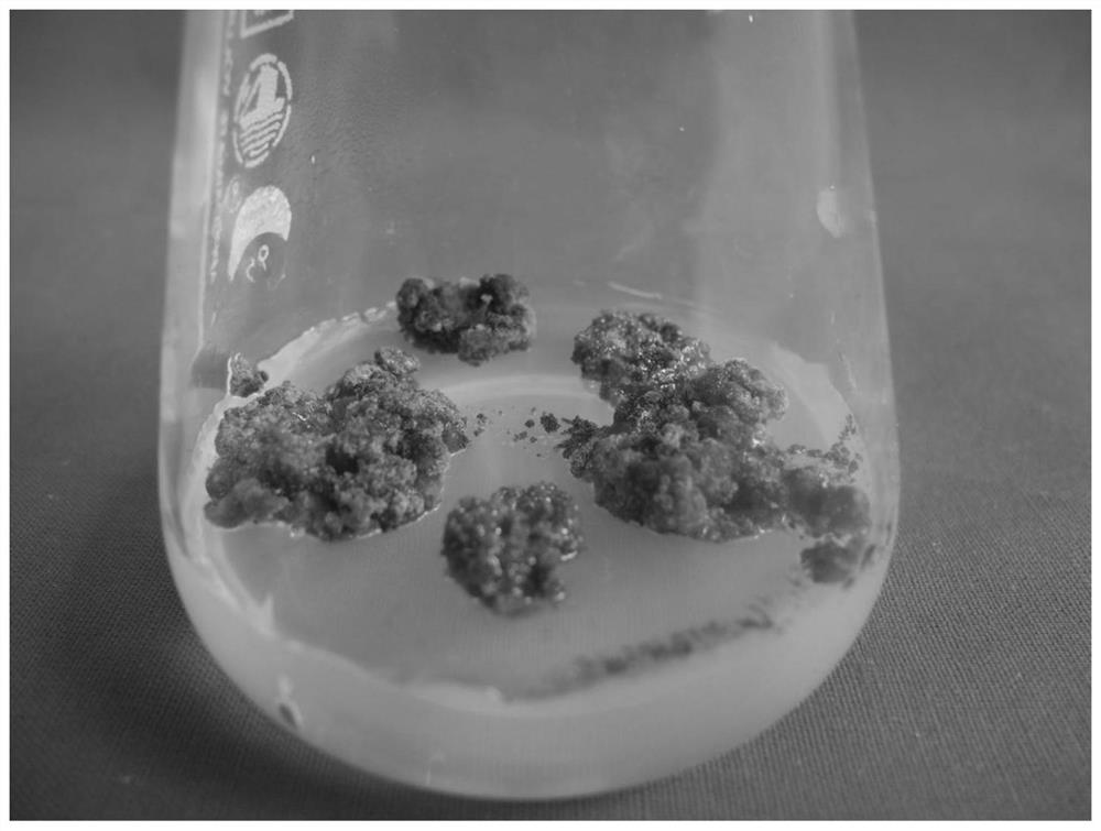 A method for high-efficiency in vitro regeneration of larch needles