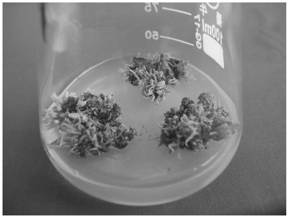 A method for high-efficiency in vitro regeneration of larch needles
