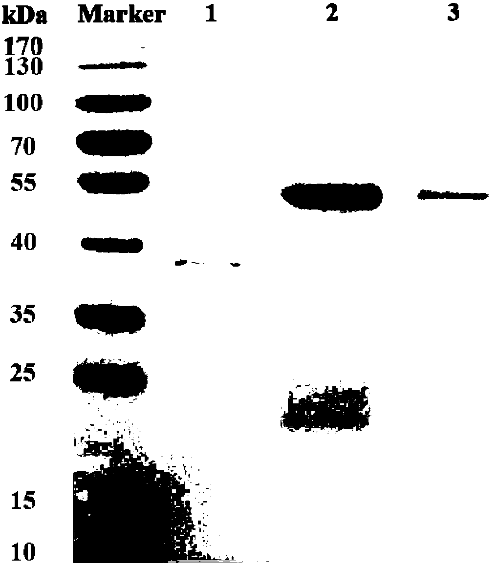 Method For Directly Counting Escherichia Coli Through Naked Eyes By Adopting Magnetic Nanometer