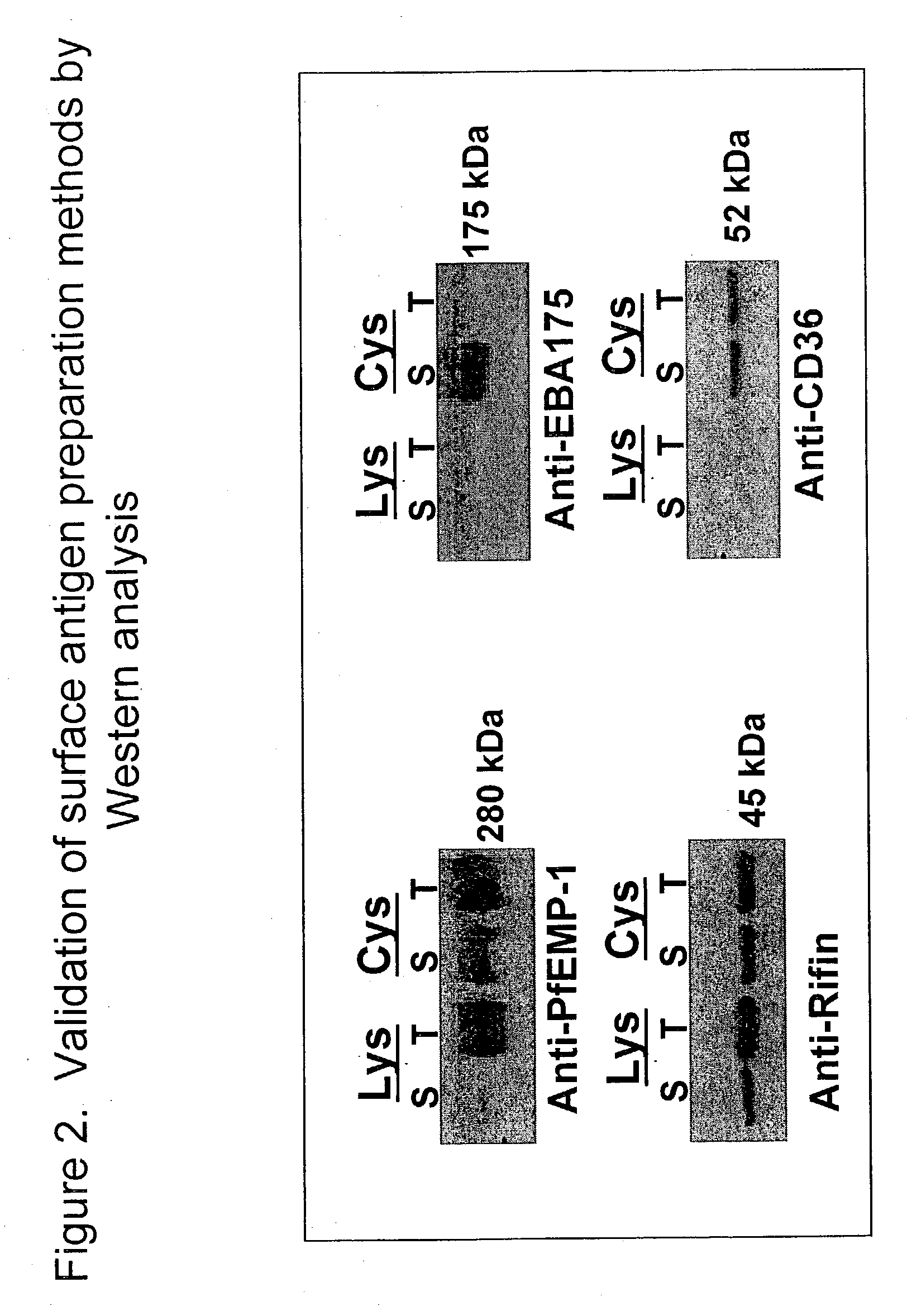 Antigens and their use as diagnostics and vaccines against species of plasmodium