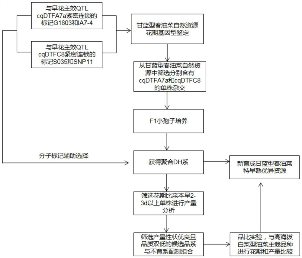 A Breeding Method for Quickly Establishing Early Flowering Resources of Brassica napus