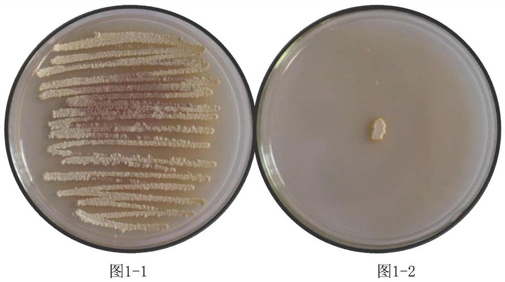 Streptomyces fradiae G-1 and application thereof