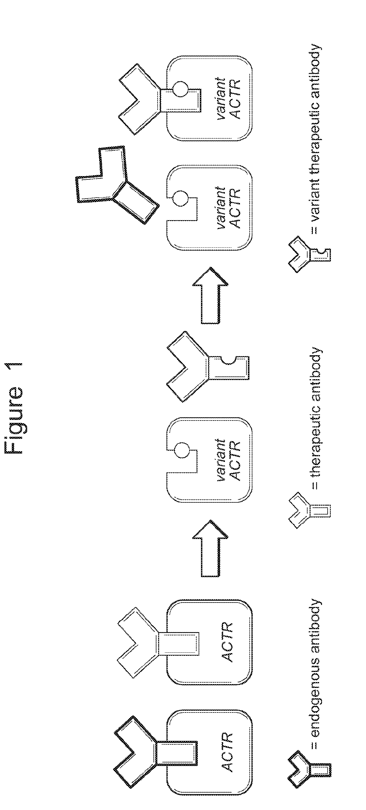 Modified chimeric receptors and uses thereof in immune therapy