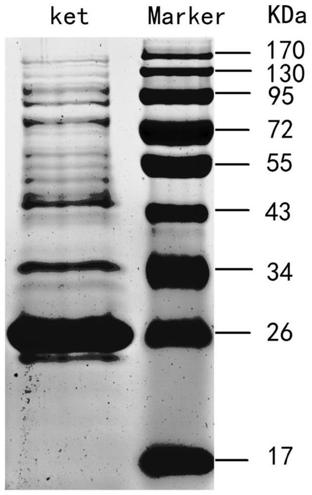 Hirsutella sinensis ketohexokinasee, coding gene thereof and application of hirsutella sinensis ketohexokinasee and coding gene thereof