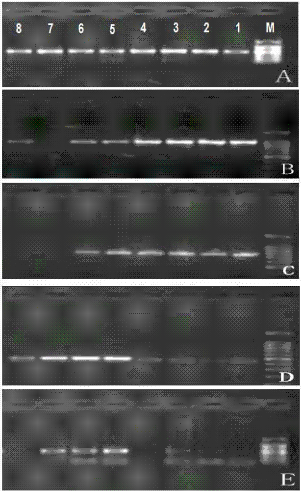 Identification method of vitis amurensis germplasm resource and application