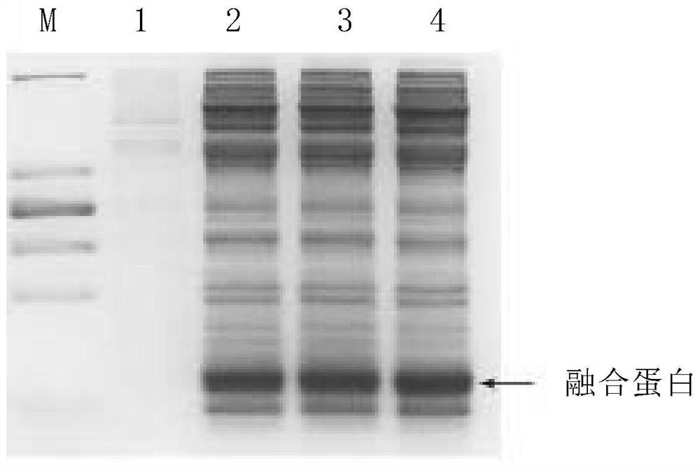 Fermentation culture method of recombinant escherichia coli for producing insulin aspart fusion protein