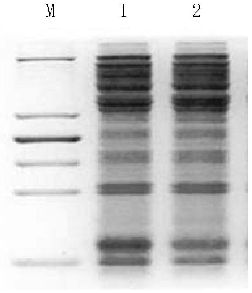 Fermentation culture method of recombinant escherichia coli for producing insulin aspart fusion protein