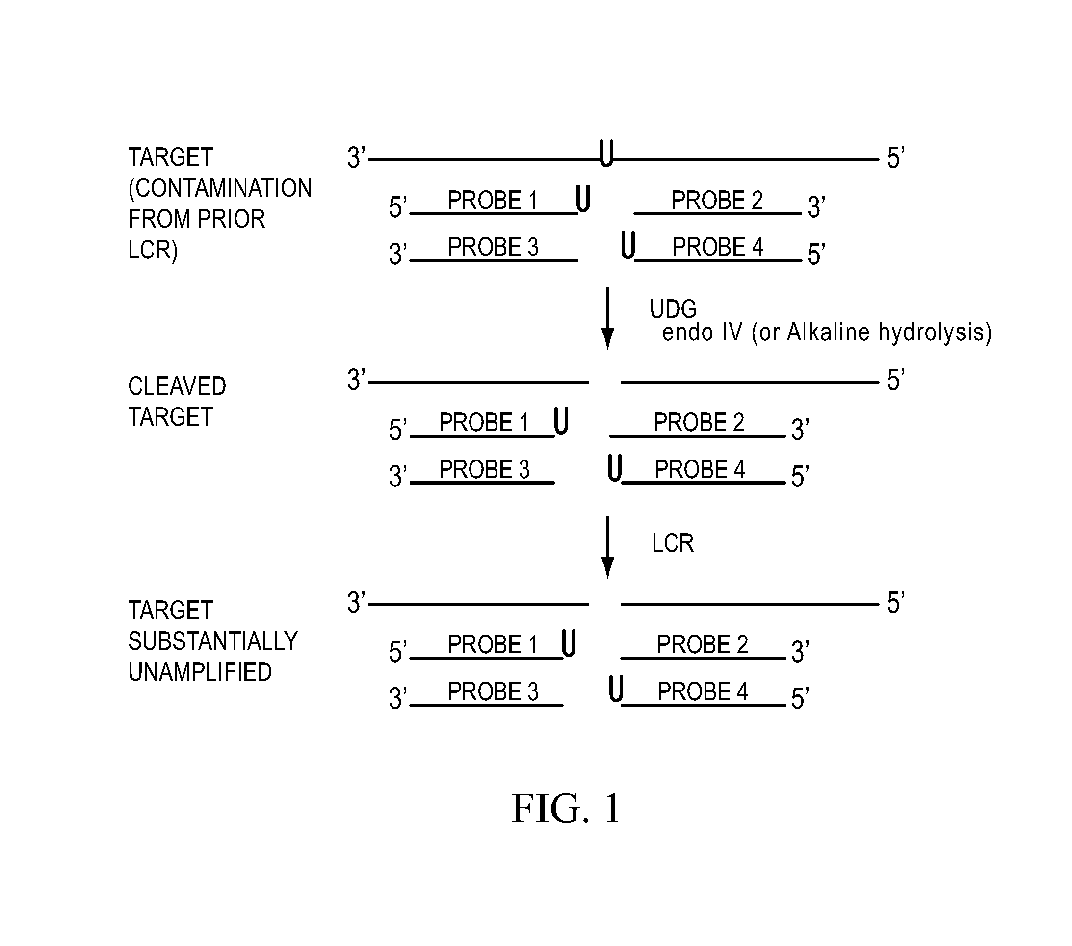 Process for controlling contamination of nucleic acid amplification reactions