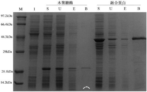 Immobilized xylanase, preparation method and application of immobilized xylanase