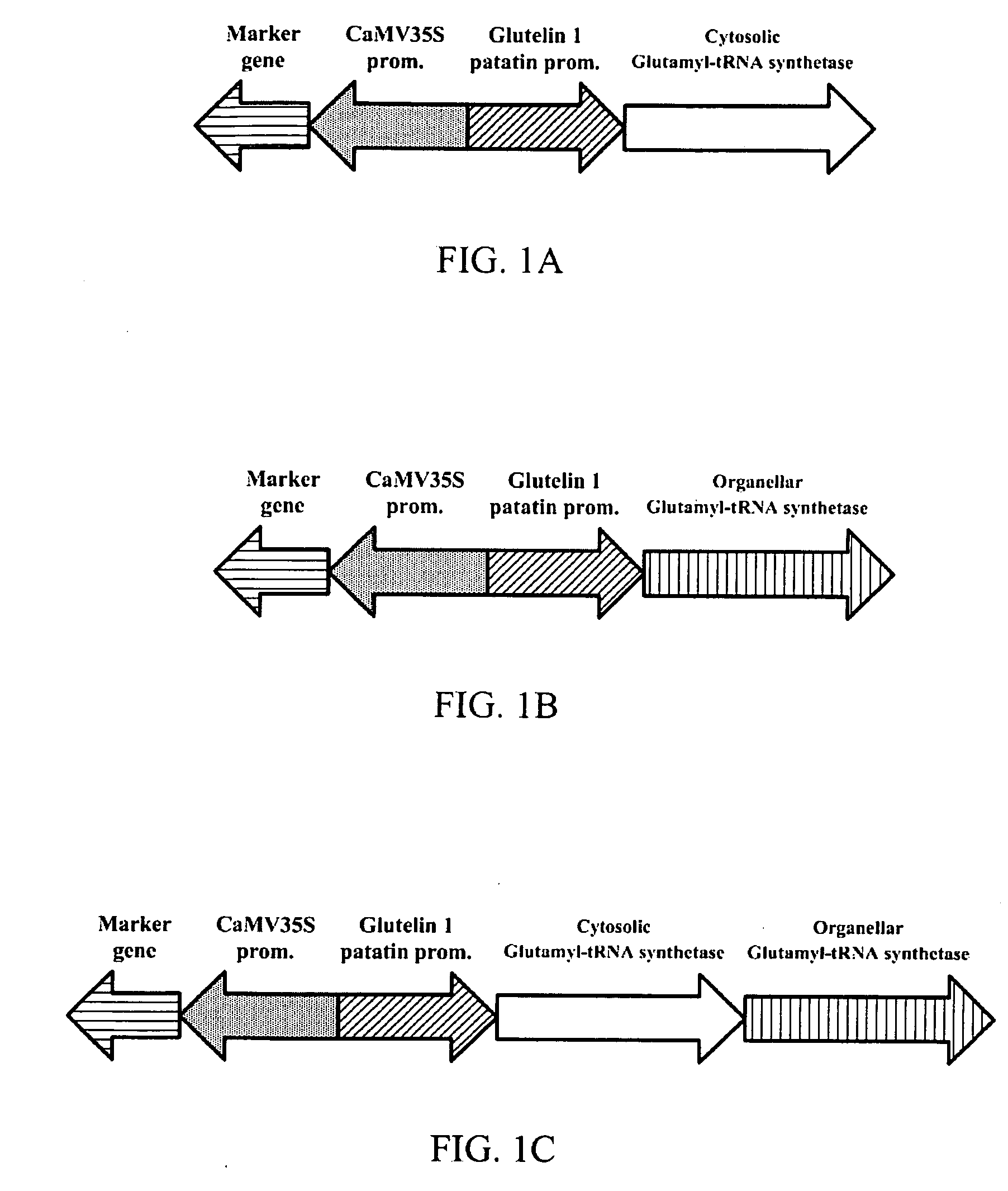 Transgenic plant expressing glutamyl-tRNA synthetase