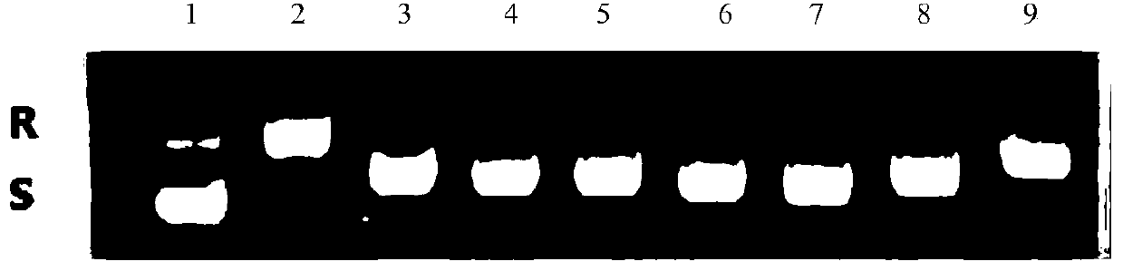 Compound as well as preparation method and application thereof