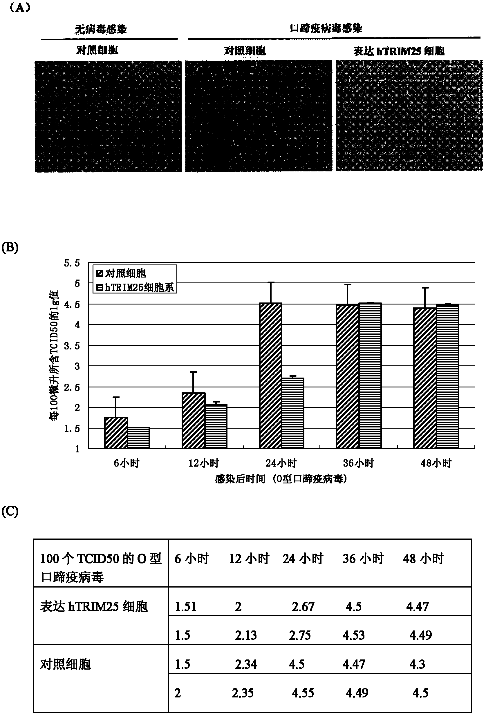 Preparation method of human-infected TRIM25 gene foot and mouth disease virus inhibiting cell line and application thereof