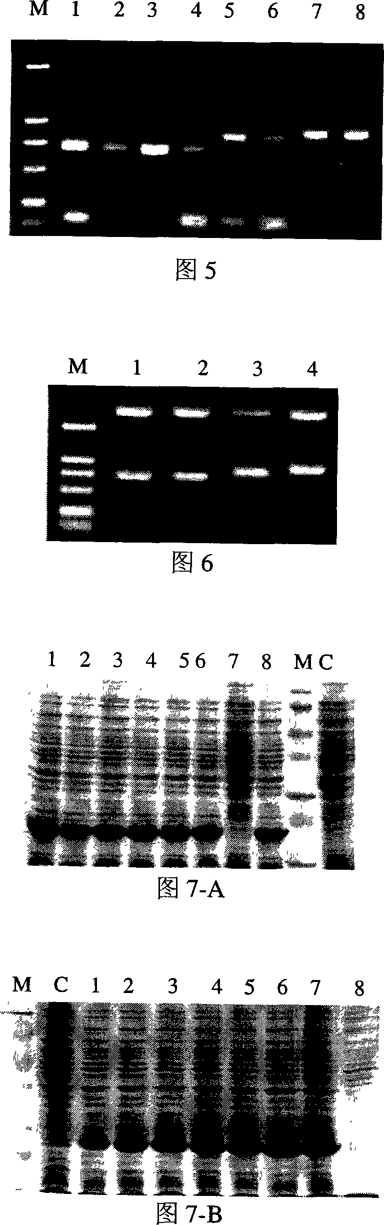 Representation method for recombinant american cockroaches allergen protein