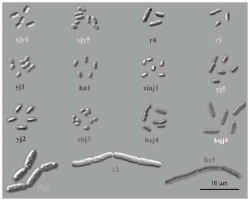 An associated bacterium of the banana borer nematode with potential for genetic modification