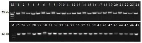 An associated bacterium of the banana borer nematode with potential for genetic modification