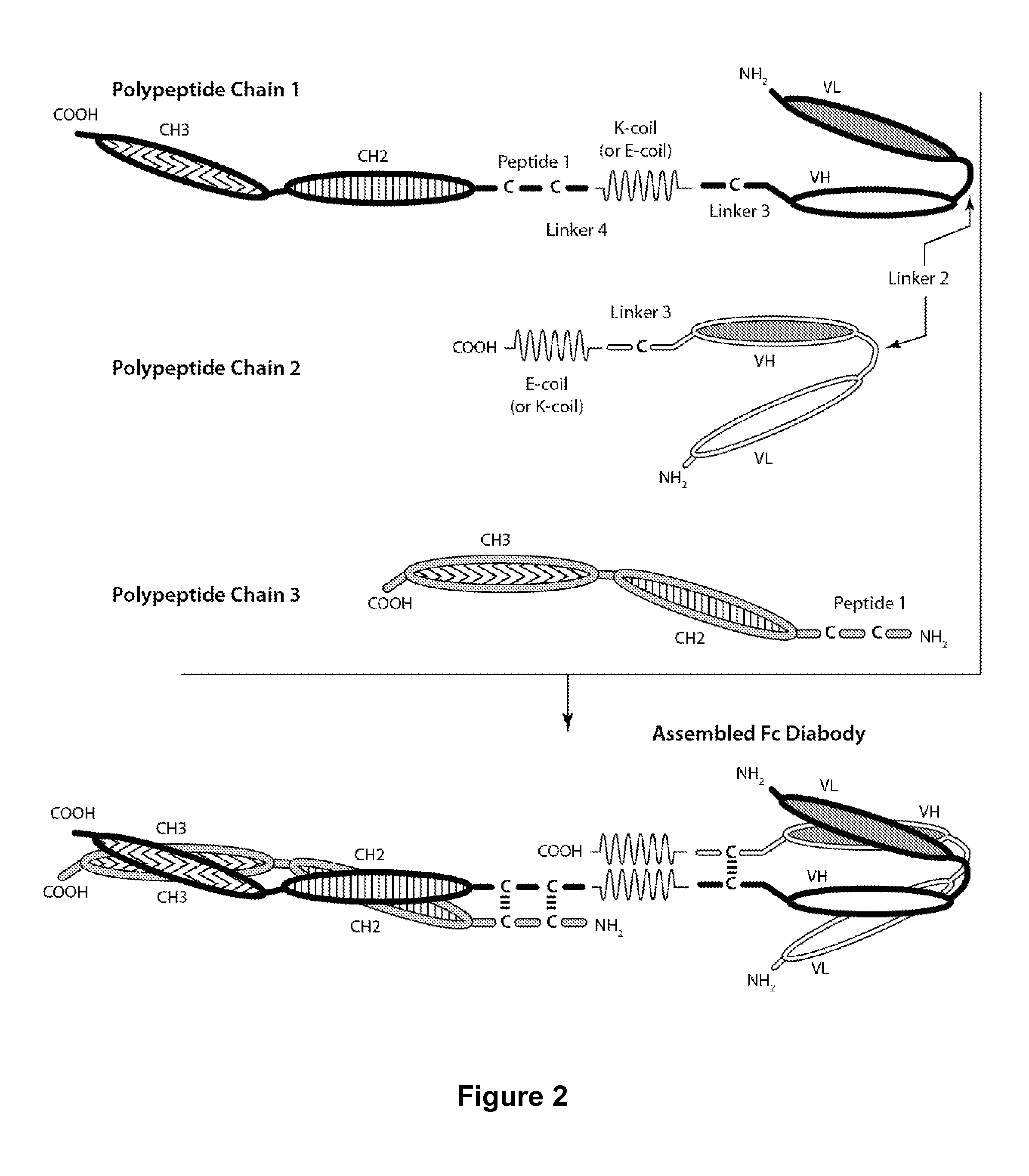 Bi-Specific Monovalent Fc Diabodies That Are Capable of Binding CD32B and CD79b and Uses Thereof