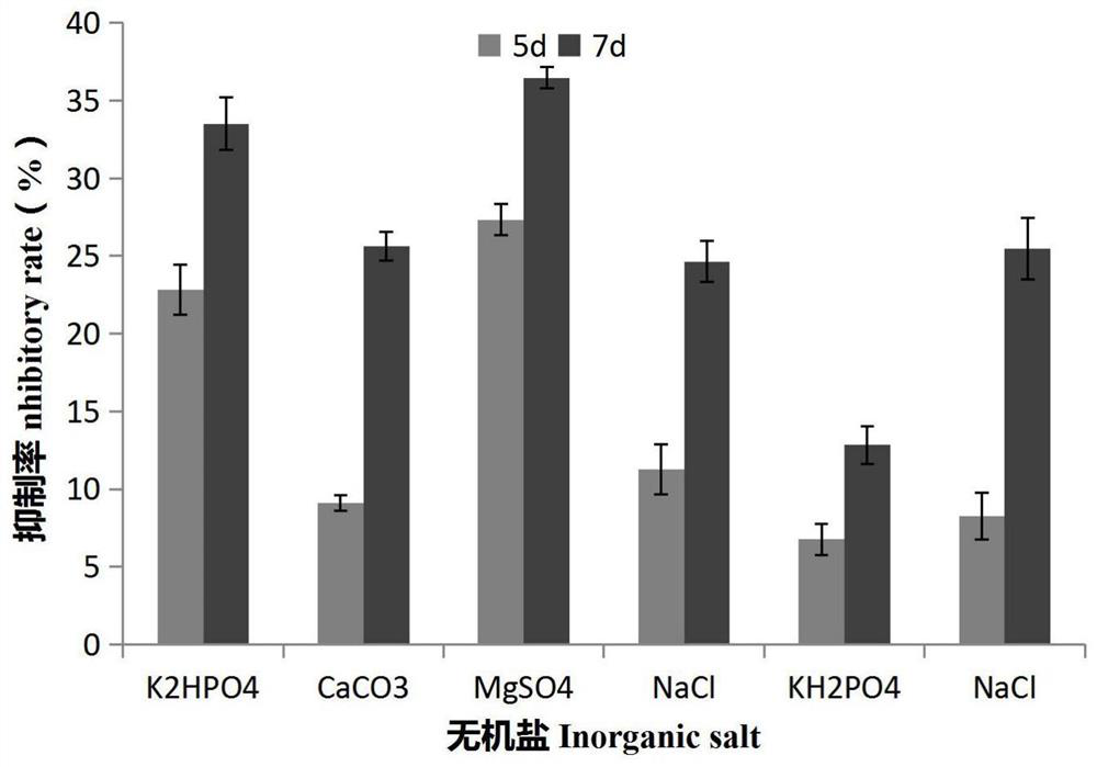 A kind of Bacillus atrophicus e20303 and its application