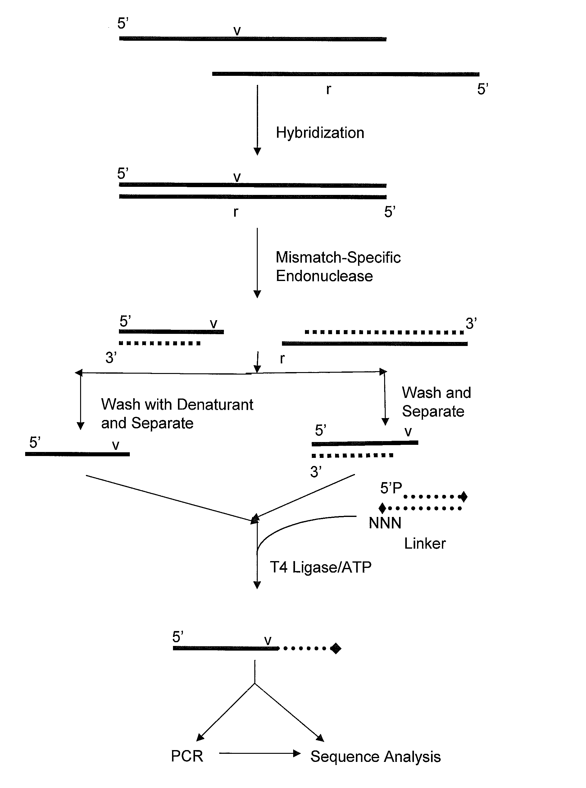 Method for identifying the sequence of one or more variant nucleotides in a nucleic acid molecule