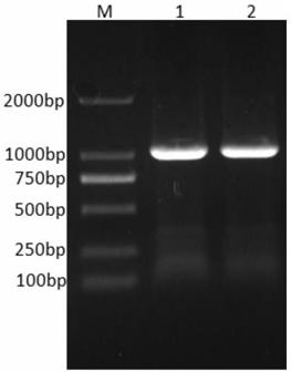 Preparation method of porcine deltacoronavirus recombinant N protein and preparation method of polyclonal antibody of porcine deltacoronavirus recombinant N protein