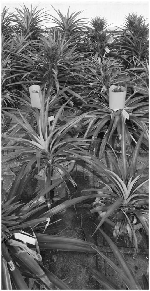 Liquid medicine and method for preventing and controlling pineapple water core disease