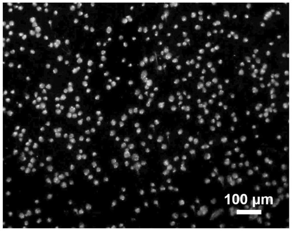 A graphene chip for specific capture of circulating tumor cells in whole blood and its preparation method and application