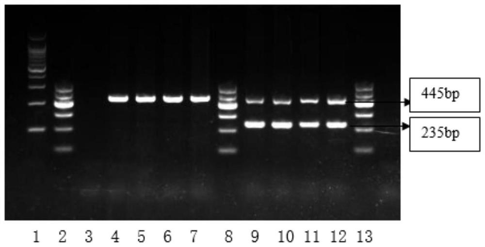 Method for rapidly detecting chicken fast and slow feathering phenotypes by multiple PCR system