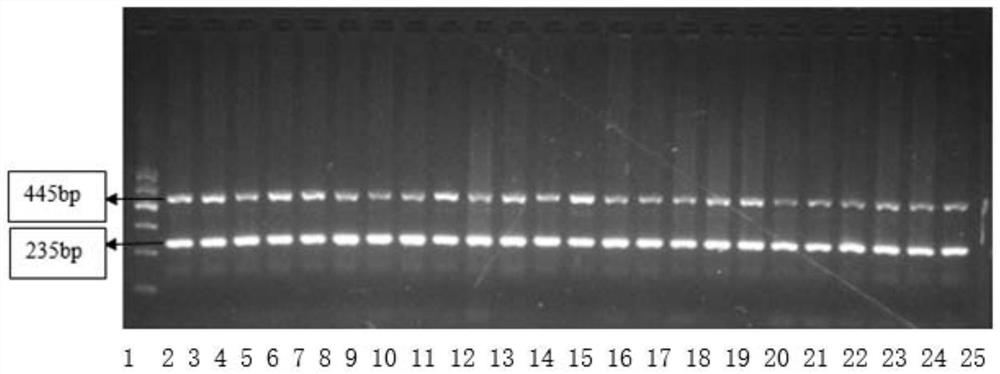 Method for rapidly detecting chicken fast and slow feathering phenotypes by multiple PCR system