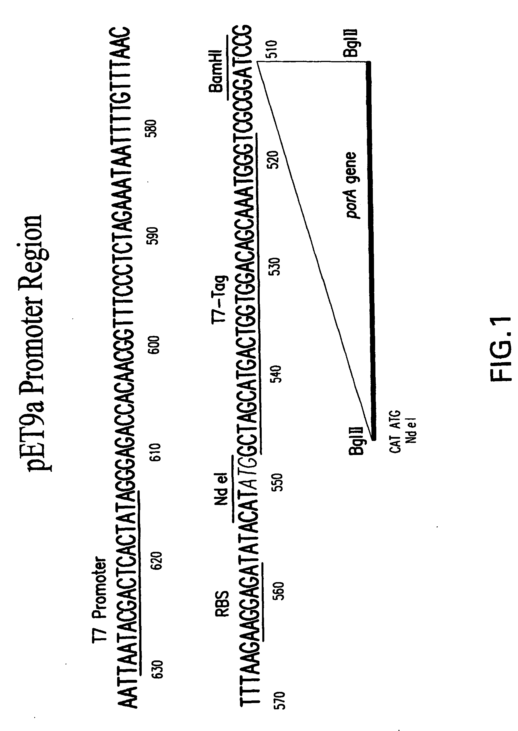 Methods for increasing neisseria protein expression and compositions thereof