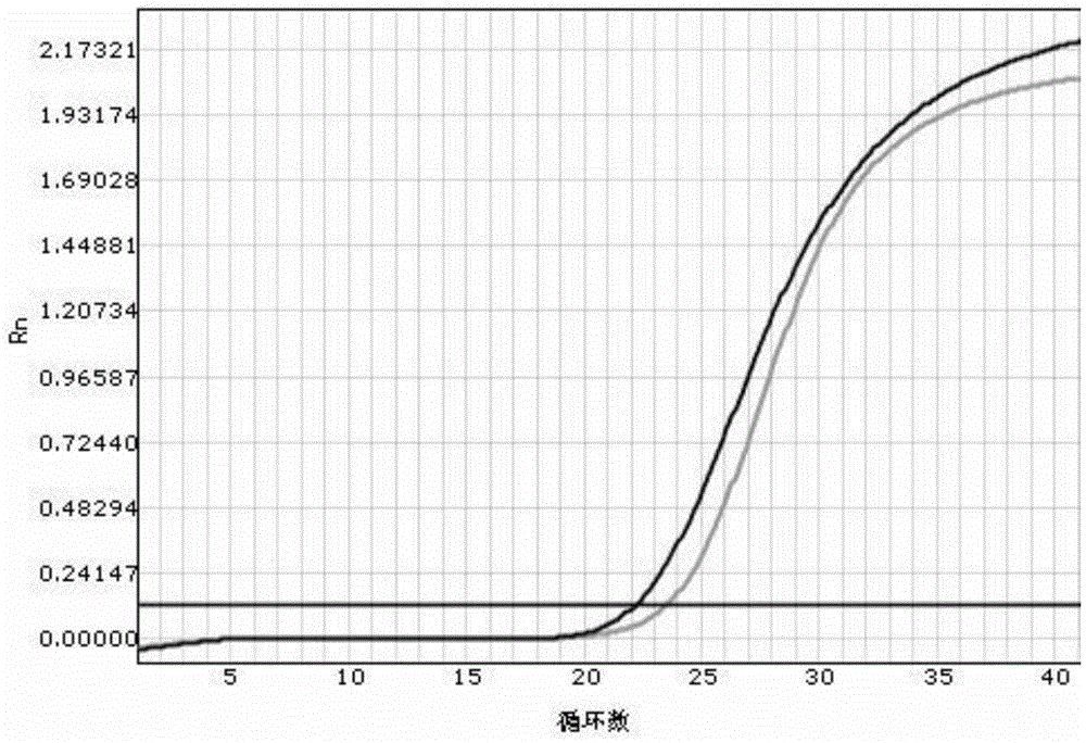 A kit for rapidly detecting human cyp2c19 gene polymorphism and its application method