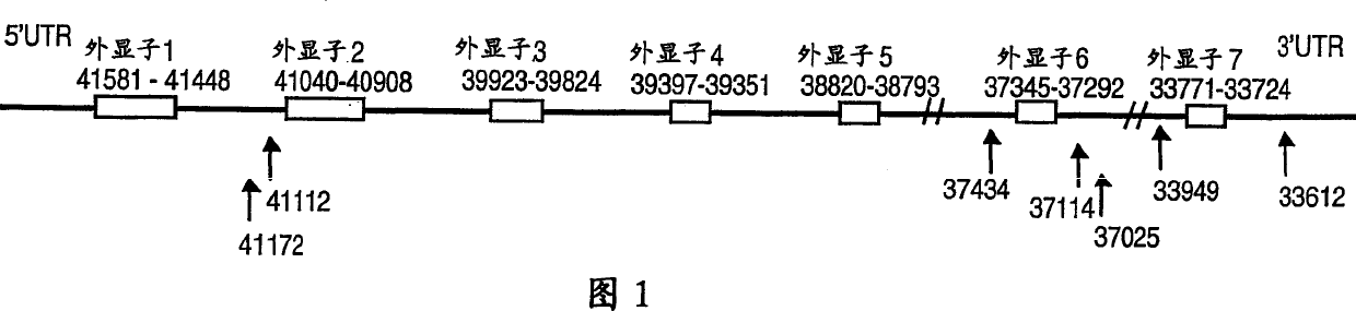 Genetic polymorphisms in the preprotachykinin gene