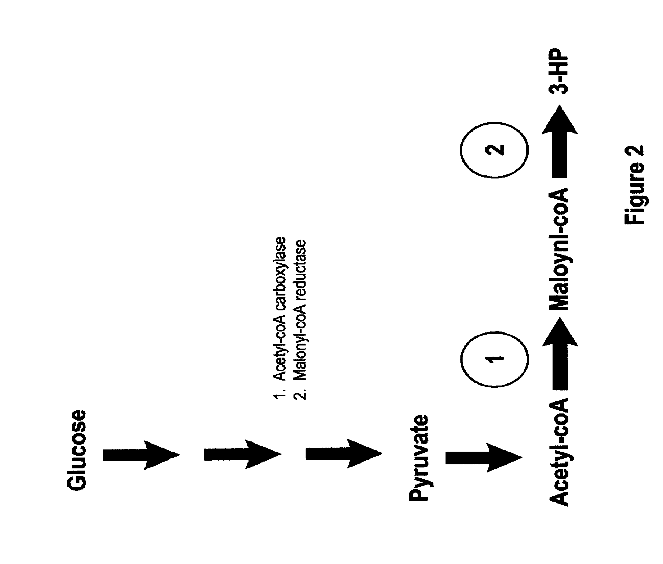 Methods, Systems And Compositions Related To Reduction Of Conversions Of Microbially Produced 3-Hydroxypropionic Acid (3-HP) To Aldehyde Metabolites