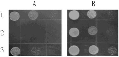 Tobacco KUP5 protein and coding gene and application thereof